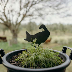Bruce the Striding Pukeko