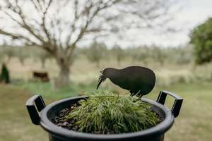 Trevor the Nocturnal Kiwi