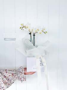 Plants: Mini Phalenopsis Orchid