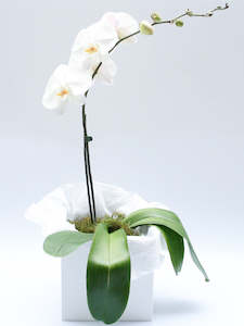 Phalenopsis Orchid Plant