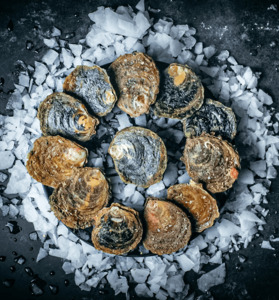 Products: Bluff Oysters Live 1 Dozen