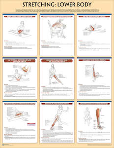 Athletics: Stretching Anatomy Poster Set