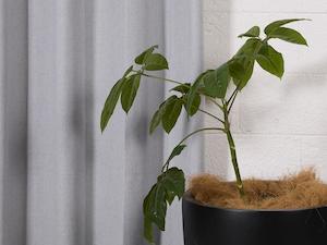 Curtains: Waihi Concrete Blockout Eyelet Curtains