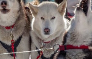 QUEENSTOWN to CARDRONA SNOW-FARM Dog Sledging