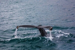 Products: Kaikoura Day Tour from Christchurch - Private Shuttle Experience
