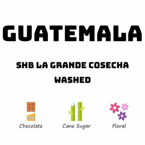 Products: Guatemala SHB La Grande Cosecha - Washed - HAVE COFFEE 侑一家咖啡
