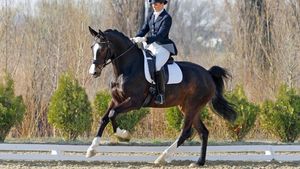 PERFORMANCE BOOST - Horse Supplements Healthy Horses Inside Out