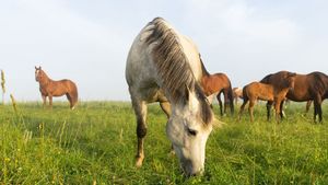 BASIC BOOST - Horse Supplements Healthy Horses Inside Out