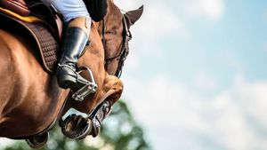 Products: BOUNCE IN STRIDE - Horse Supplements Healthy Horses Inside Out