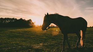 Products: GOLDEN OLDIE - Horse Supplements Healthy Horses Inside Out