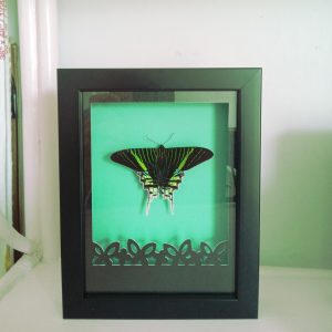 Products: Cream DB Butterfly- Heart Healing Butterflies & Gifts