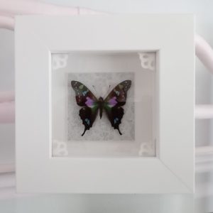 Products: Green Banded Butterfly- Heart Healing Butterflies & Gifts