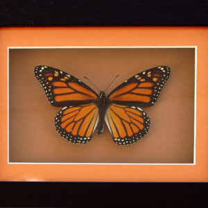 Kite Butterfly - Inspirational- Heart Healing Butterflies & Gifts