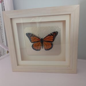 Mother of Pearl Butterfly- Heart Healing Butterflies & Gifts