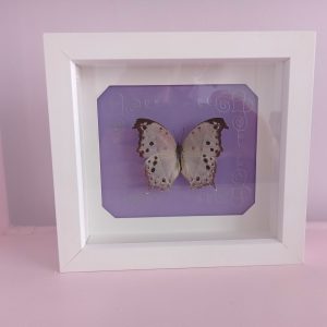 Products: Purple Mountain Butterfly- Heart Healing Butterflies & Gifts
