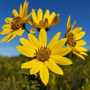 Yellow Butterfly-Inspirational- Heart Healing Butterflies & Gifts