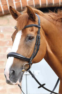 Bridles Accessories: Premier Equine Lambro Anatomic Bridle with Crank Noseband