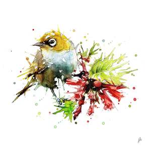 Silvereye - Open Edition Print - Framed