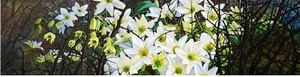 Clematis and Thorn