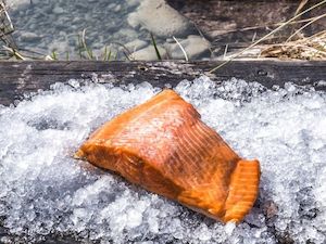 Smoked Cured Salmon: Hot Smoked (Manuka)