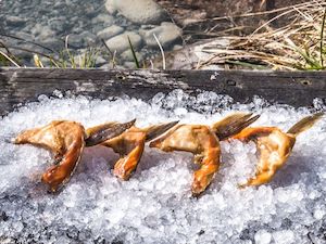 Smoked Cured Salmon: Hot Smoked Wings