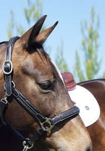 Horse: Kaikōura Bonded Saddle Pad WHITE