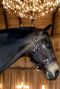 Horse: Meadows Star Comfort Halter