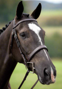 Best Sellers: Show Hunter Bridle