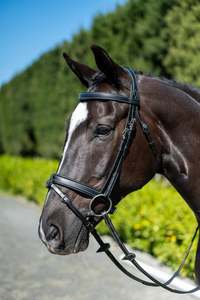 Horse: Chk-Chk Lets Go Bridle