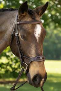 Sale: Completely Contoured Bridle - Sale - Havana