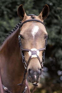 Sale: Grakle Bridle - Sale - Havana