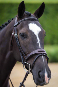 Sale: Ultimate Comfort Bridle - Sale