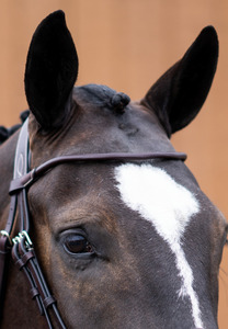 Browbands: Rolled Browband