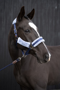 Horse: Hinterland Halter & Lead Fundraiser