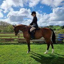 Products: Calci-Hōiho Holistic Living NZ