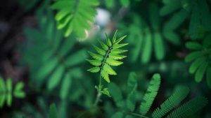 Products: HMC 4-Week Detox Program