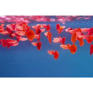 Products: Red Bronze Guppy Male Livebearer Hollywood Fish Farm Online