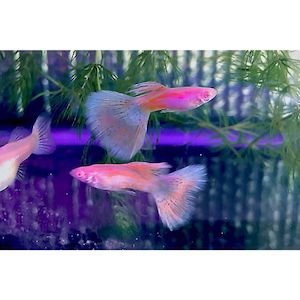 Albino Pink Grass Guppy Male Livebearer Hollywood Fish Farm Online