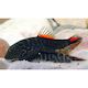 Bloody Mary Borneo Sucker/Hillstream Loach Hollywood Fish Farm Online