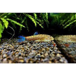 Blue Zebra Borneo Sucker/Hillstream Loach Hollywood Fish Farm Online