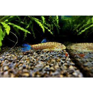 Products: Blue Zebra Borneo Sucker/Hillstream Loach Hollywood Fish Farm Online