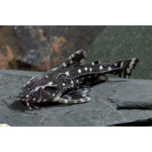 White Spot Talking Catfish Hollywood Fish Farm Online