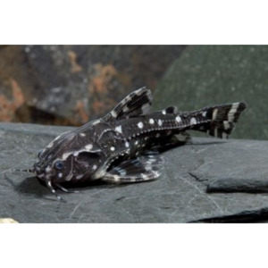 Products: White Spot Talking Catfish Hollywood Fish Farm Online