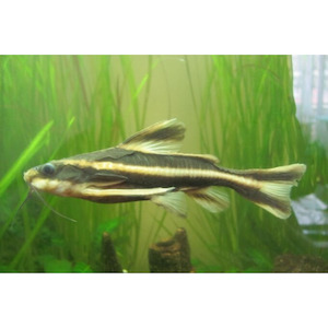 Products: Chocolate Talking Catfish Hollywood Fish Farm Online