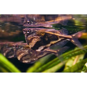 Products: Marble Hatchetfish Hollywood Fish Farm Online