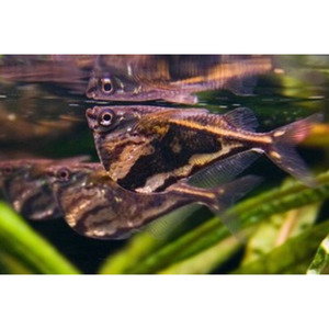 Products: Marble Hatchetfish Hollywood Fish Farm Online