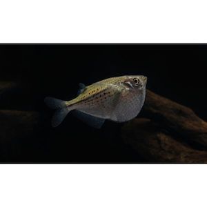 Silver Spotted Hatchetfish Hollywood Fish Farm Online