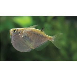 Products: Spotfin Hatchetfish Hollywood Fish Farm Online