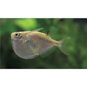 Products: Spotfin Hatchetfish Hollywood Fish Farm Online