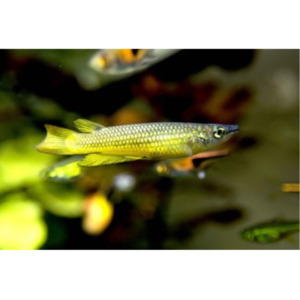 Products: Gold Panchax Killifish Hollywood Fish Farm Online